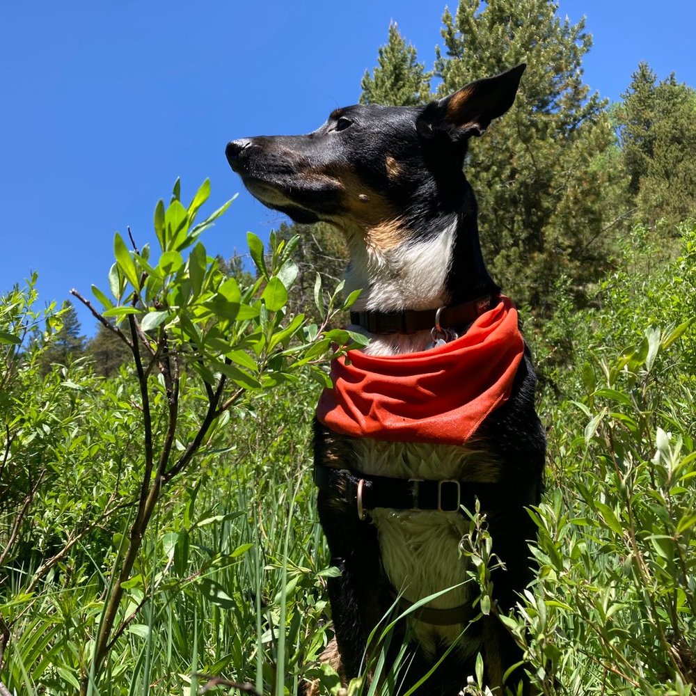 Meet your Posher, Allison